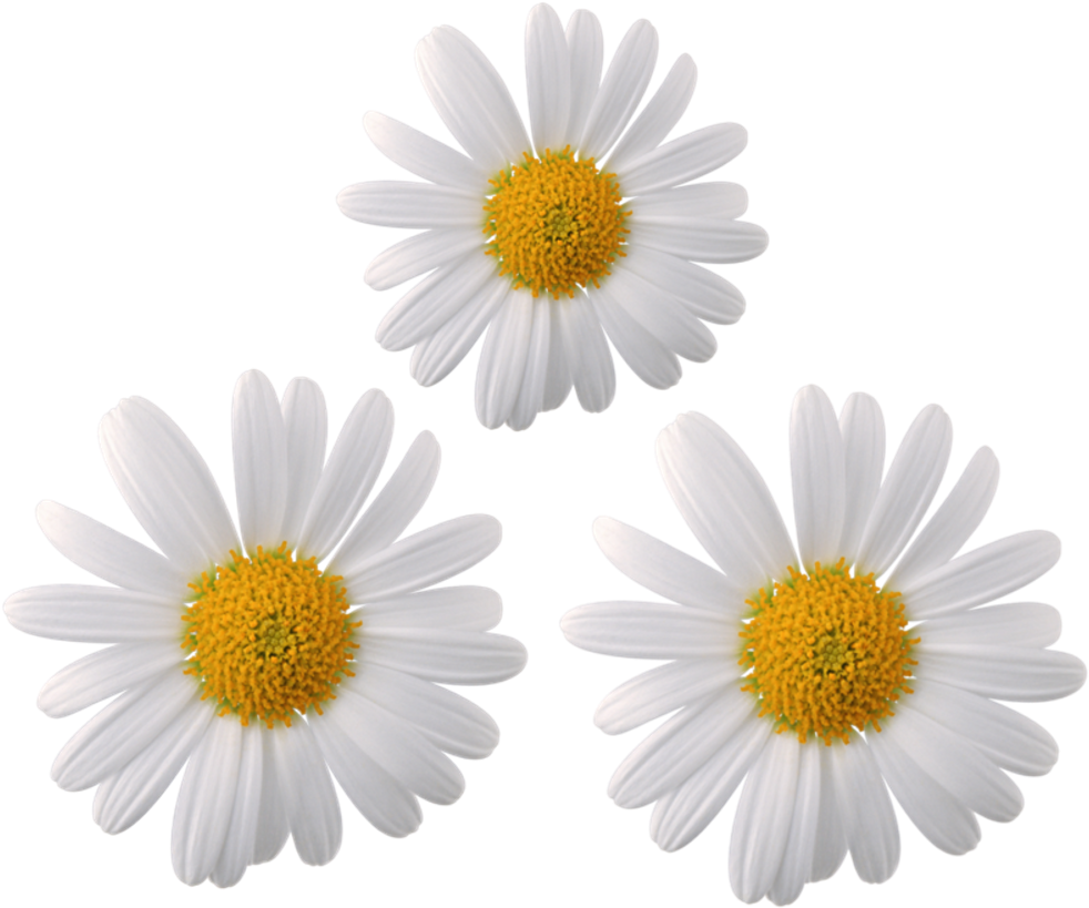 Three White Daisieson Grey Background PNG