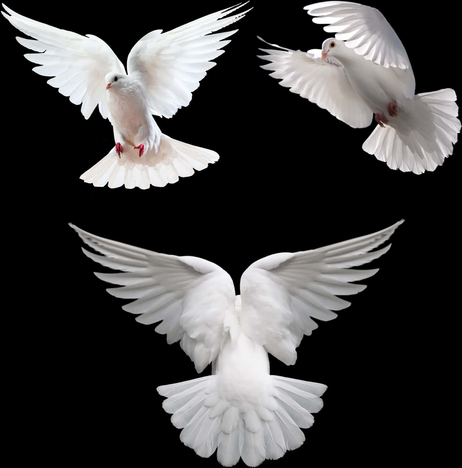 Three White Doves In Flight PNG