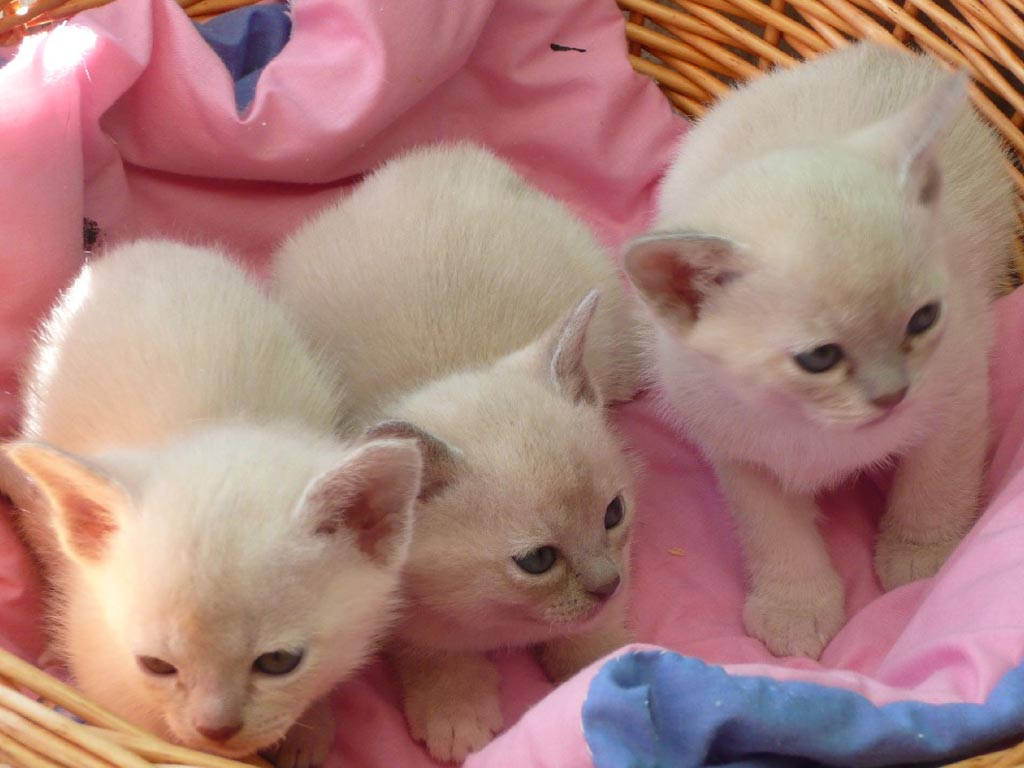 Three White Kittensin Basket Wallpaper