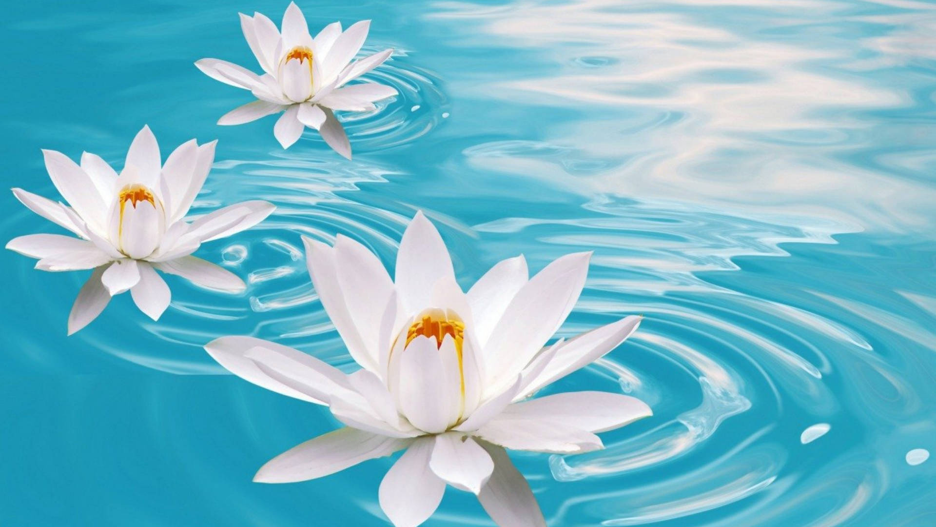 Lotus Flower Live Wallpaper:Amazon.com:Appstore for Android