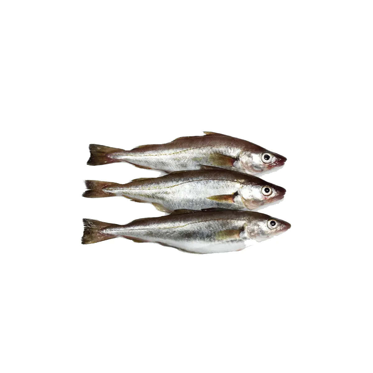 Three Whiting Fish White Background Wallpaper