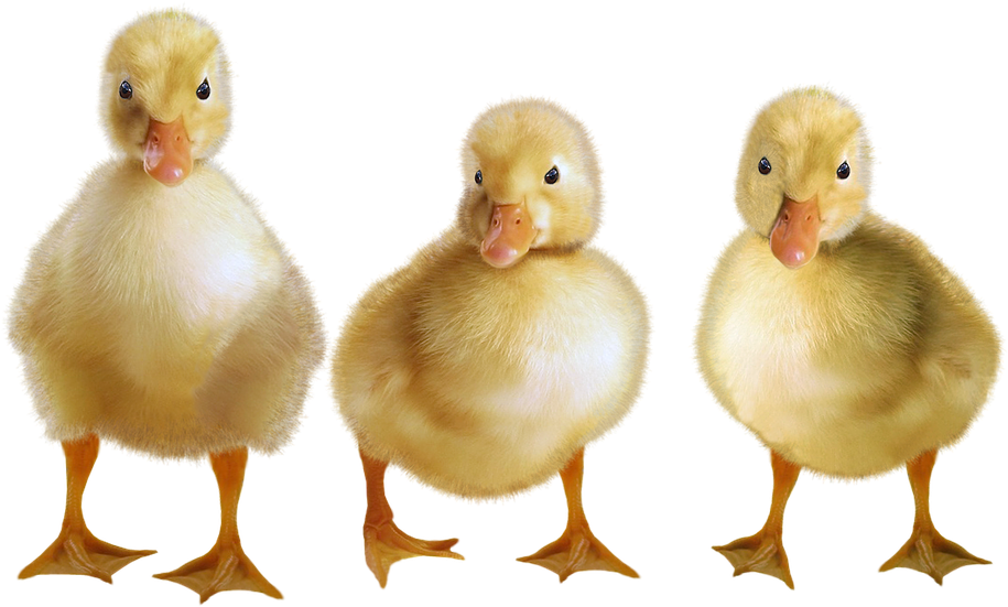 Three Yellow Ducklings Standing PNG