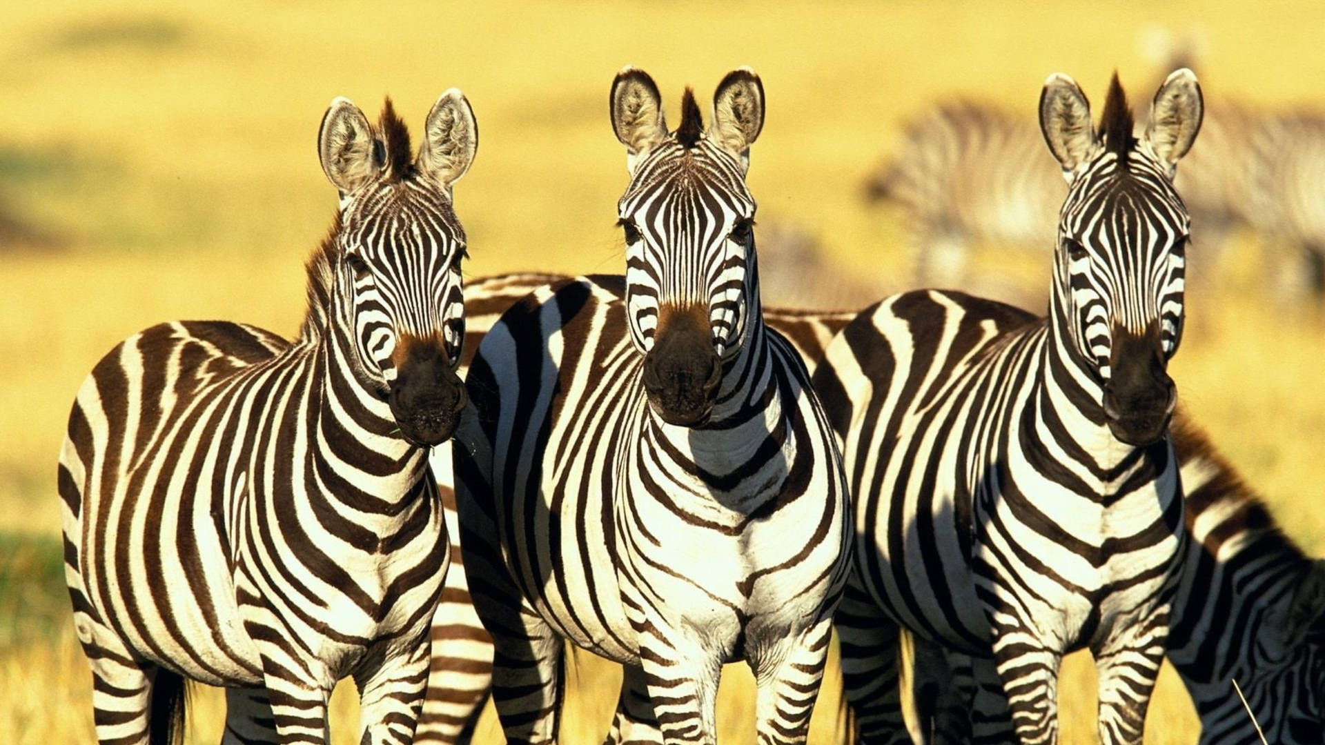 Three Zebras Focus Photography Wallpaper
