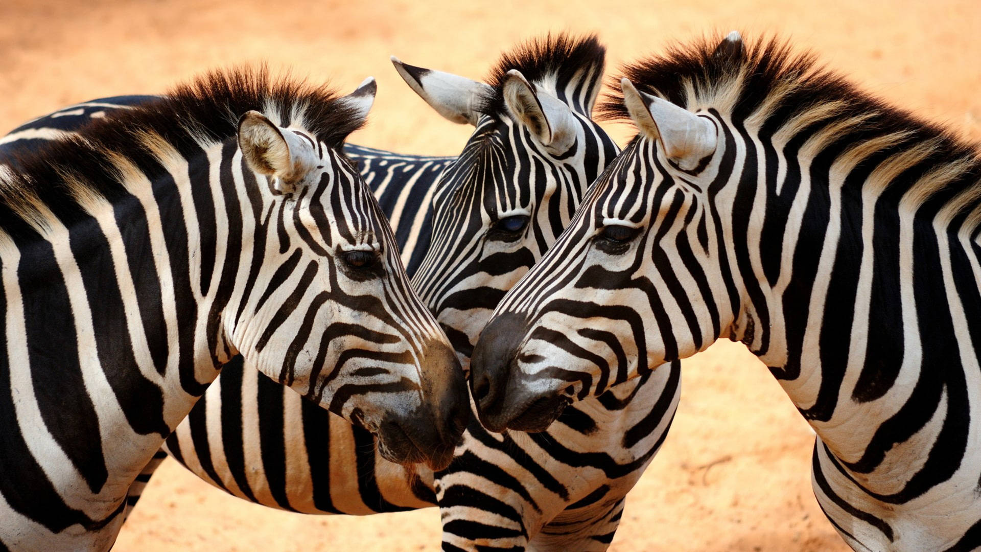 Three Zebras In Field Wallpaper