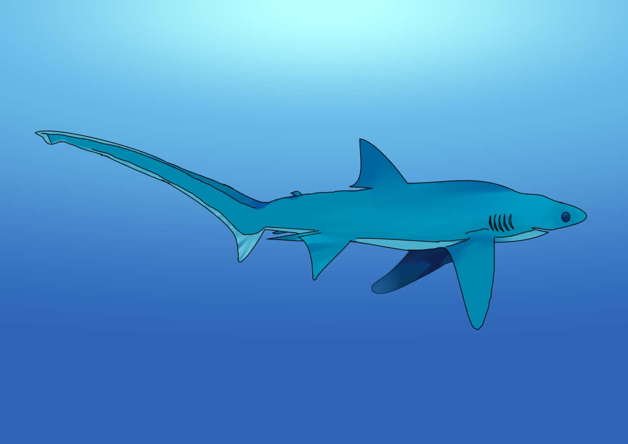 Thresher Shark Illustration Wallpaper