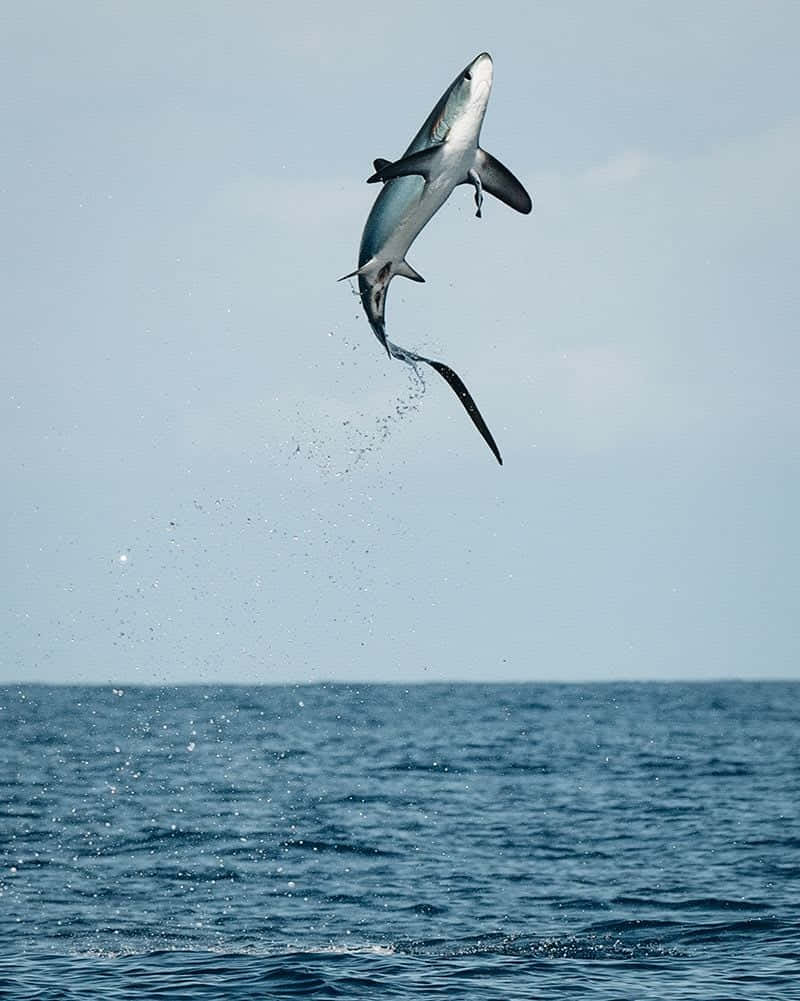 Thresher Shark Mid Air Leap Wallpaper