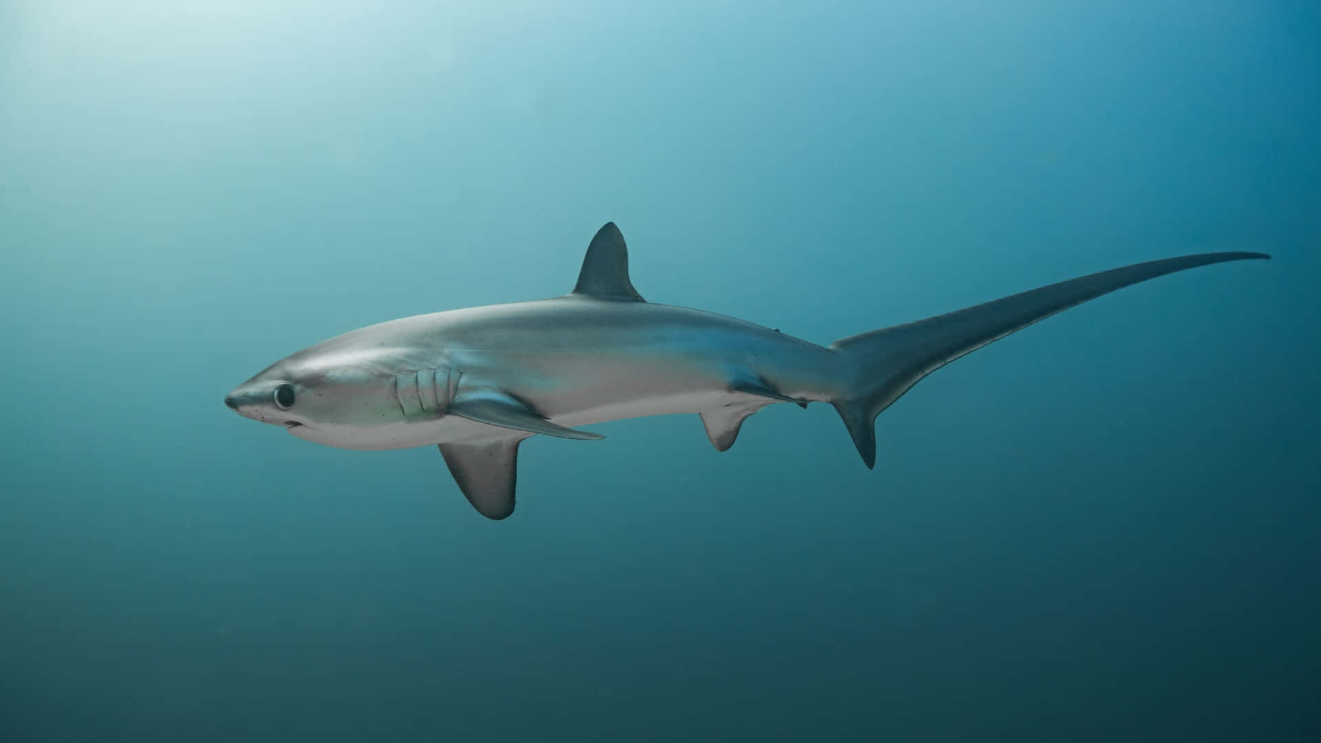 Thresher Shark Swimming Underwater Wallpaper