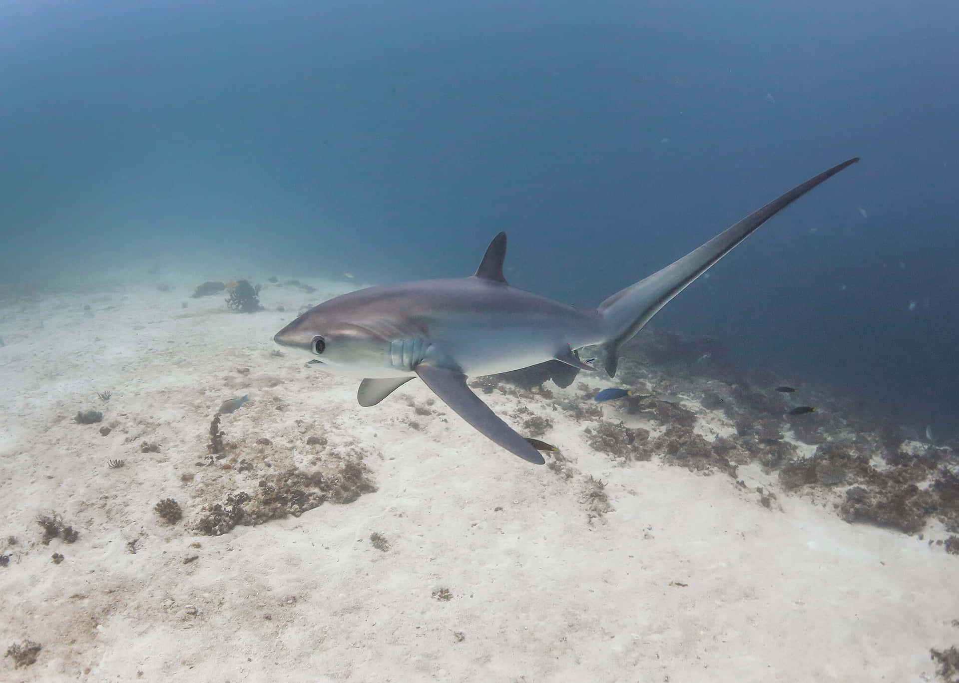 Thresher Shark Swimming Underwater.jpg Wallpaper