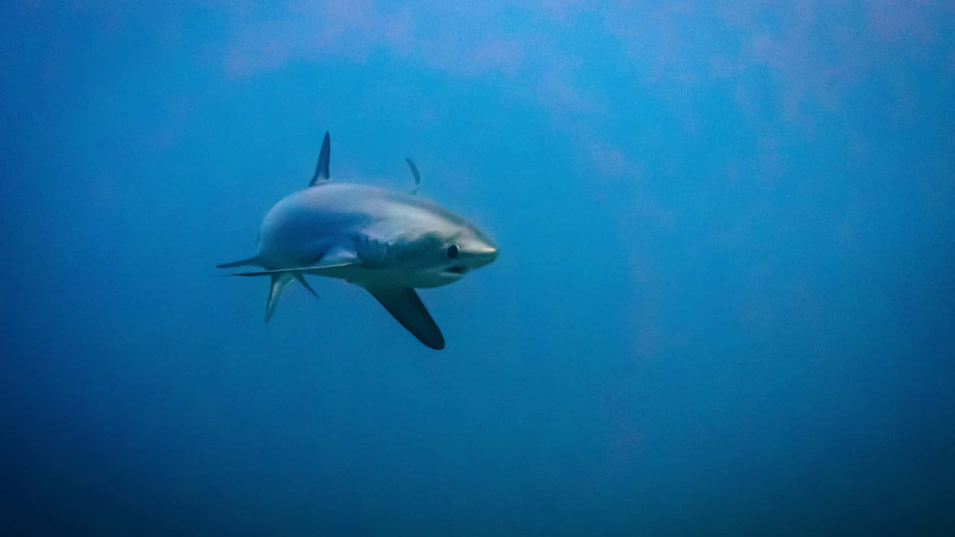 Thresher Shark Swimming Underwater.jpg Wallpaper