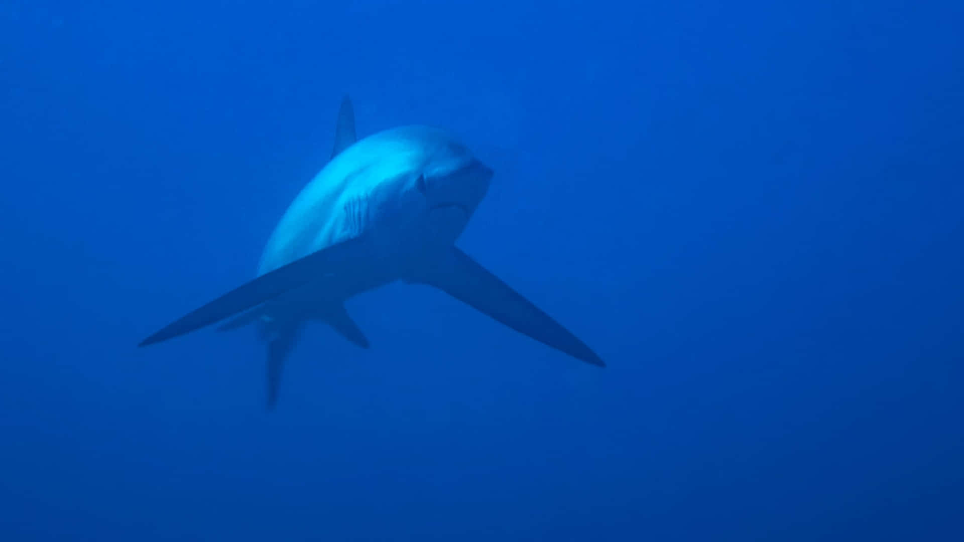 Thresher Shark Underwater Wallpaper