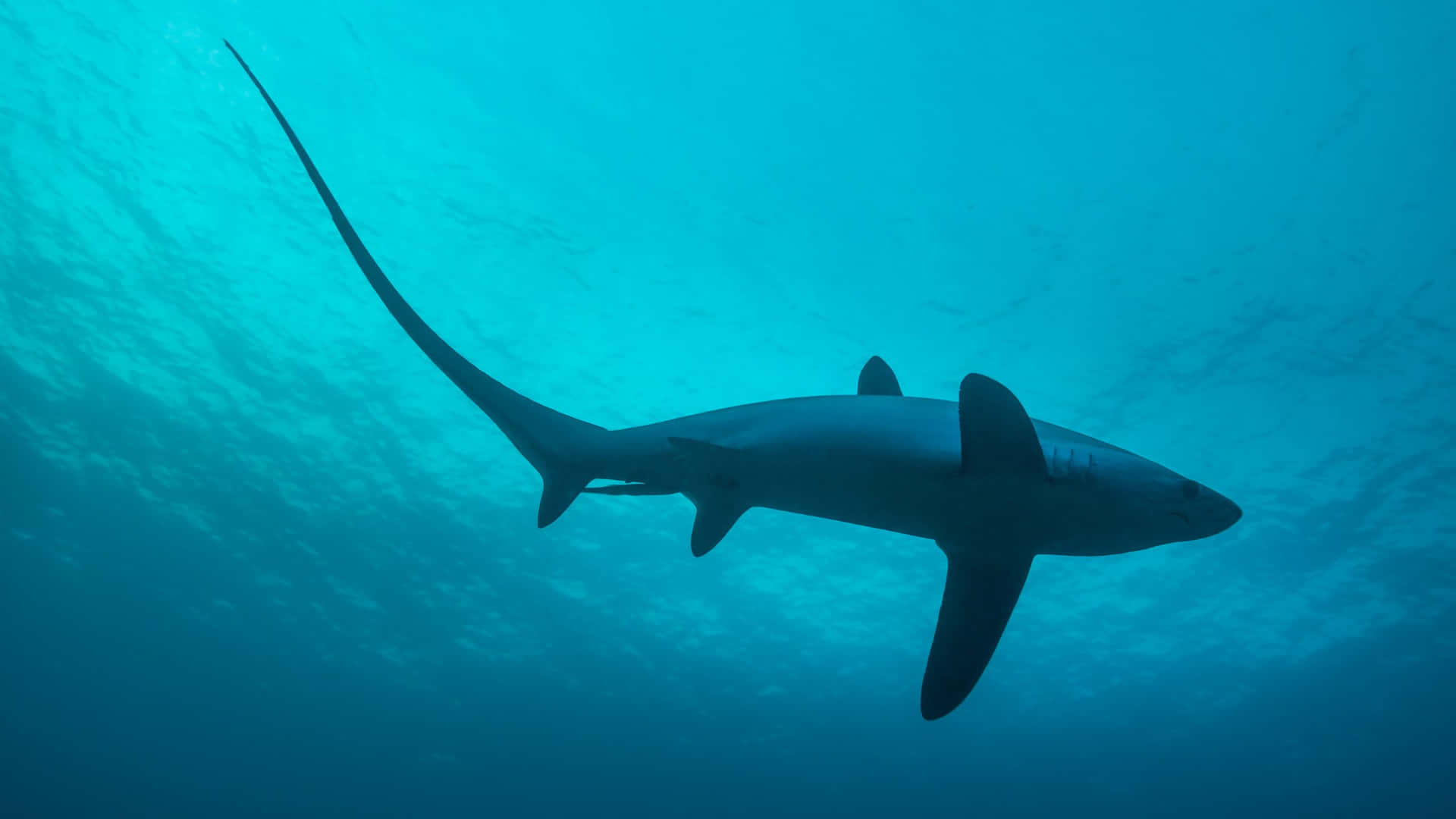 Thresher Shark Underwater Silhouette Wallpaper