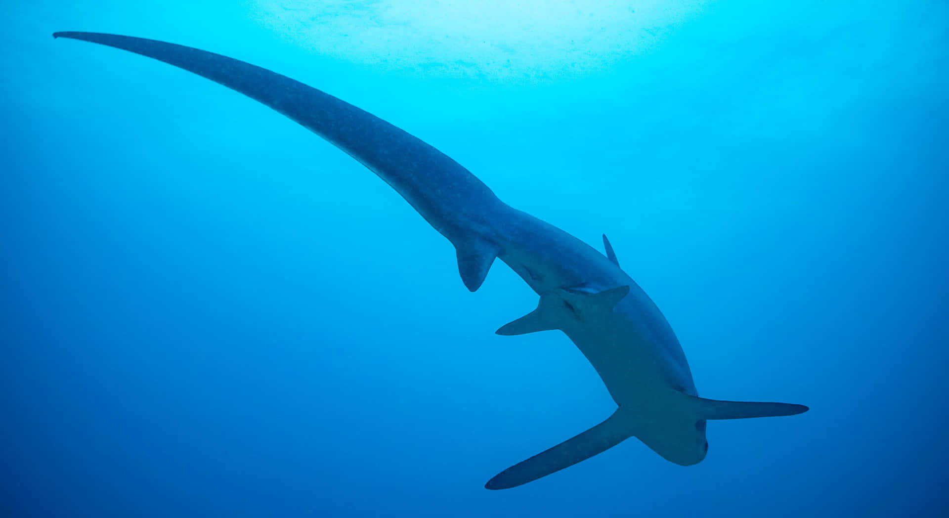 Thresher Shark Underwater Silhouette Wallpaper