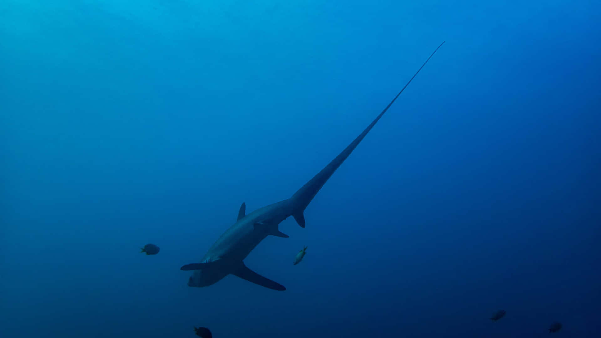 Thresher Shark Underwater Silhouette Wallpaper