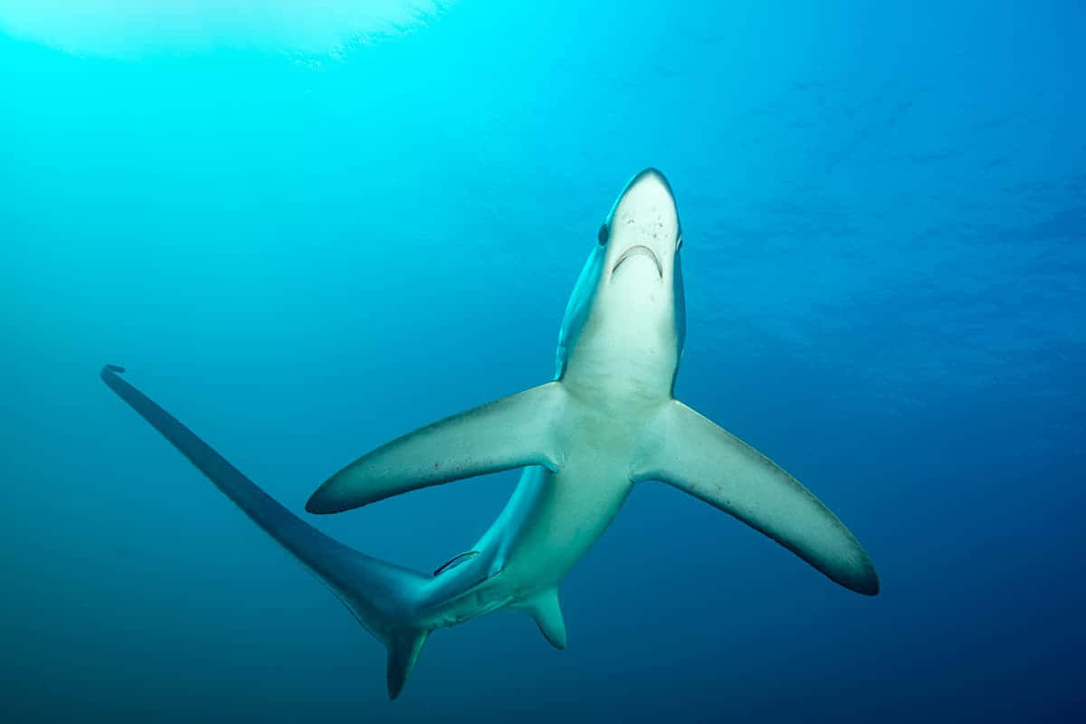 Thresher Shark Underwater Swim Wallpaper