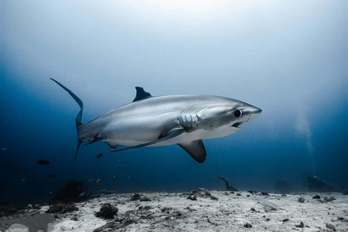 Thresher Shark Underwater Swimming.jpg Wallpaper