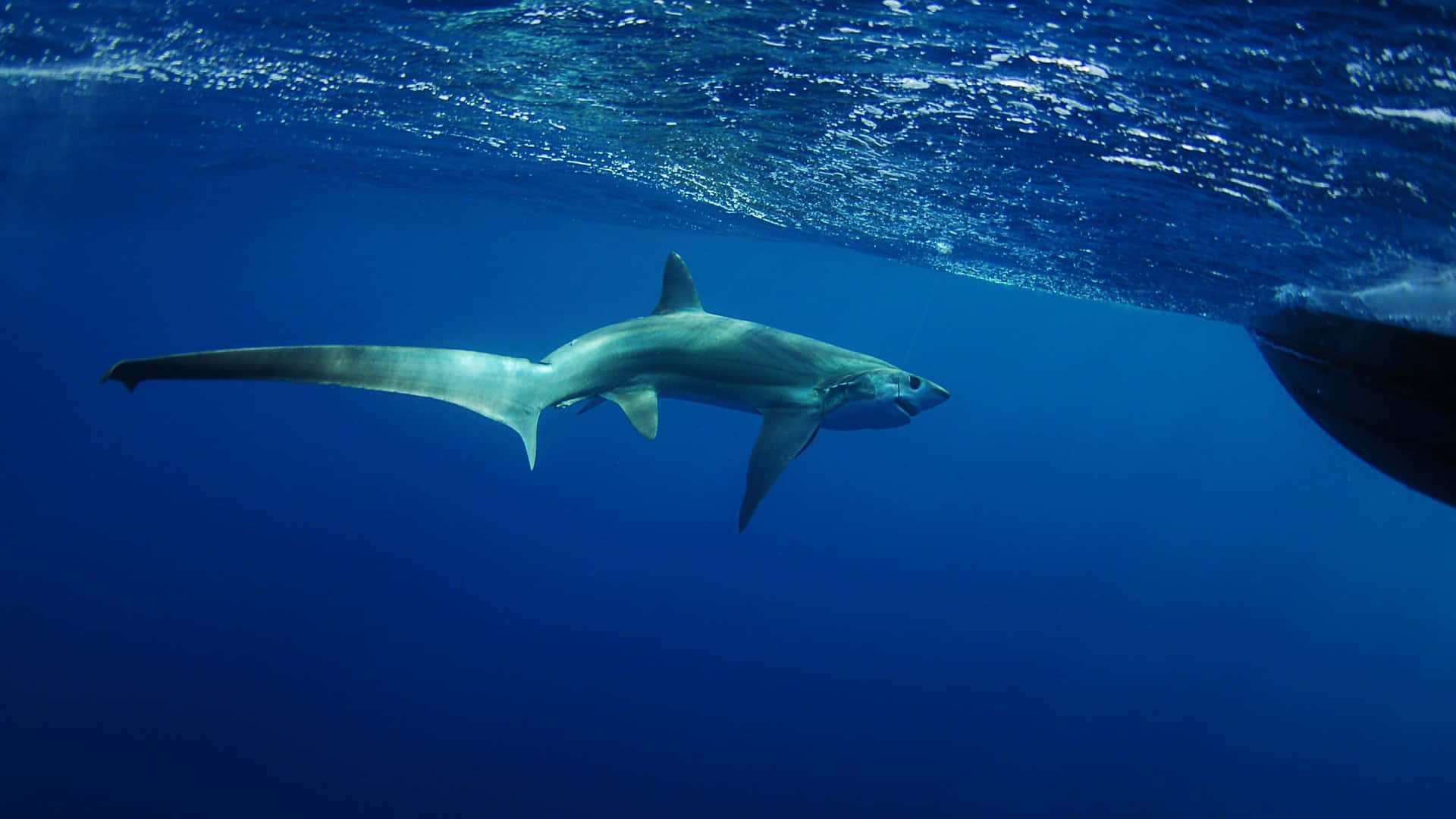 Thresher Shark Underwater Swimming.jpg Wallpaper