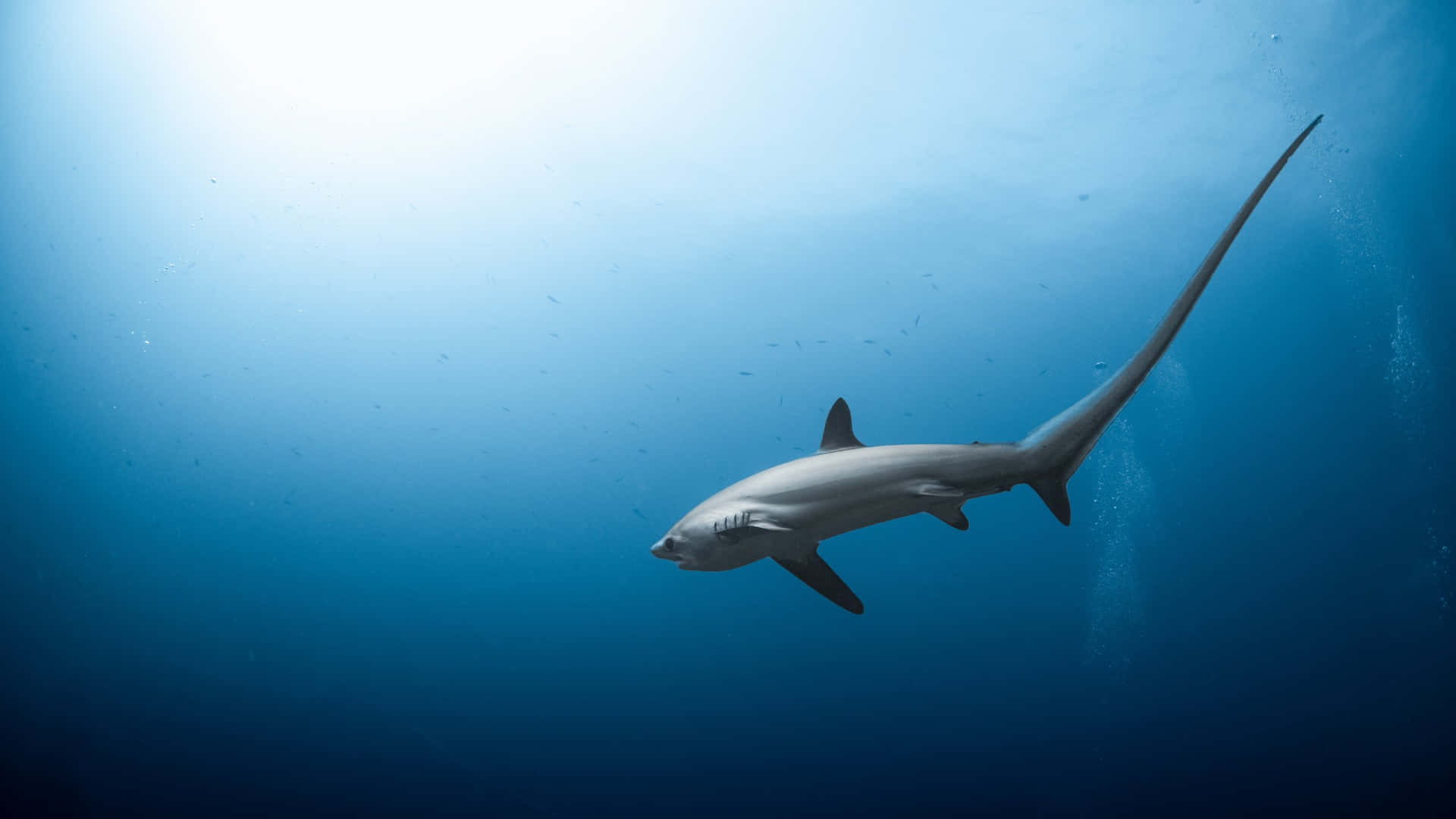 Thresher Shark Underwater Swimming Wallpaper