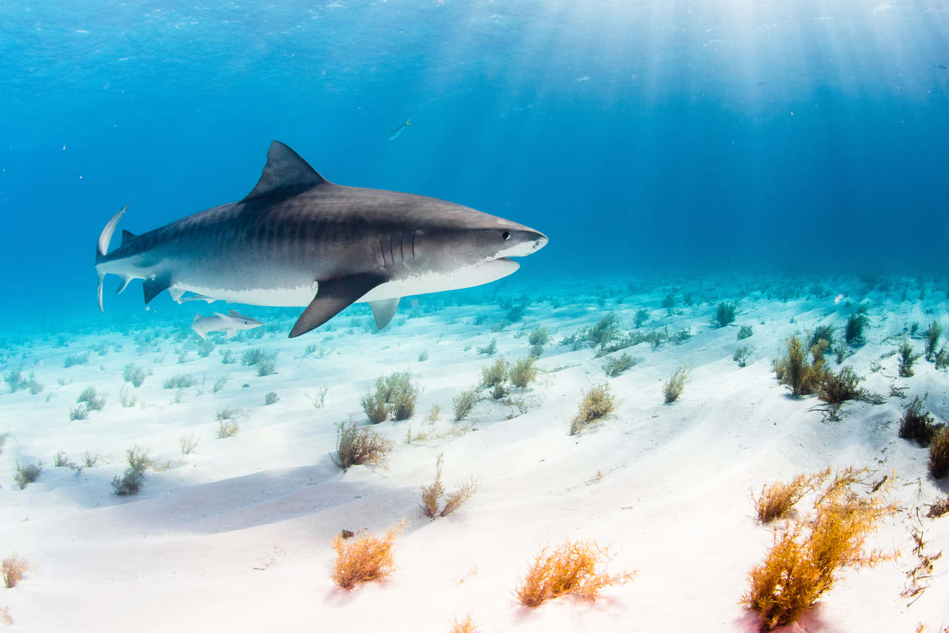 Thresher Shark Underwater Wallpaper