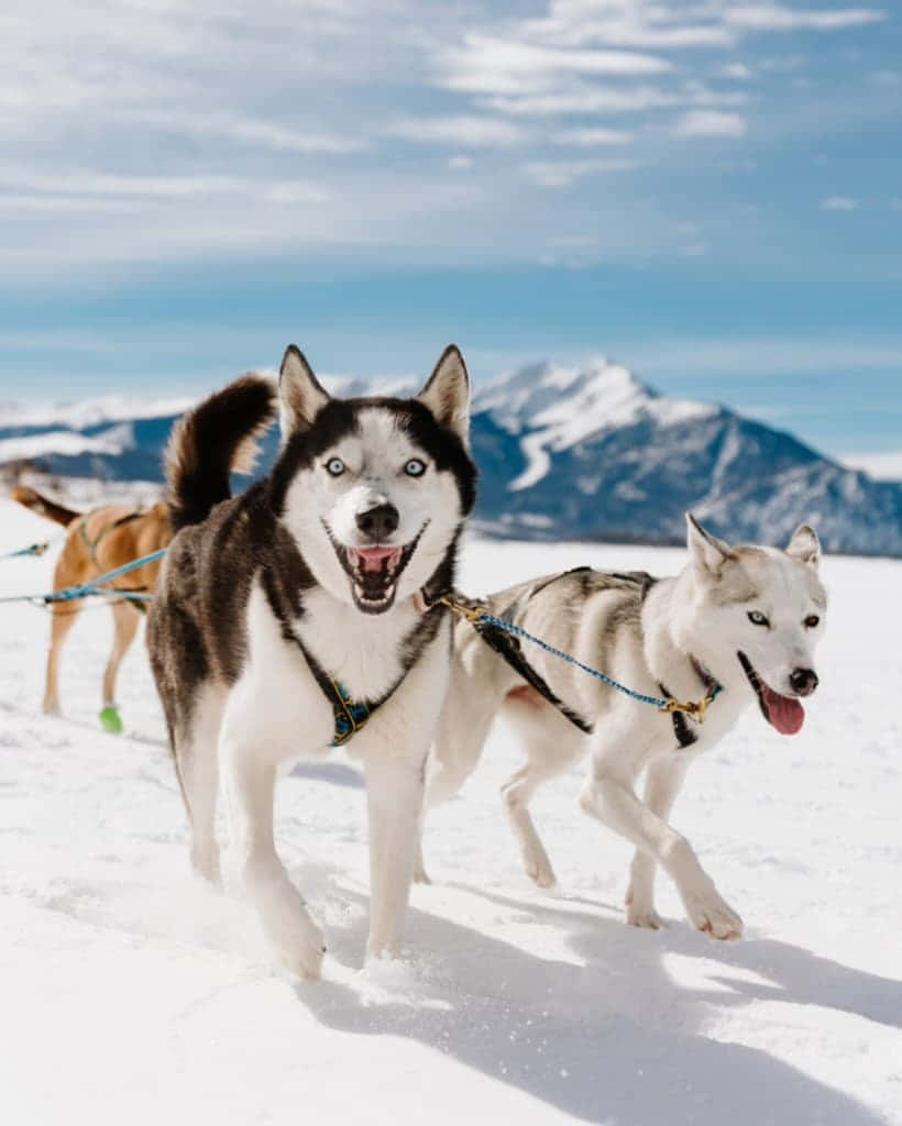 Spannende Rit Met Alaskaanse Sledehonden Achtergrond