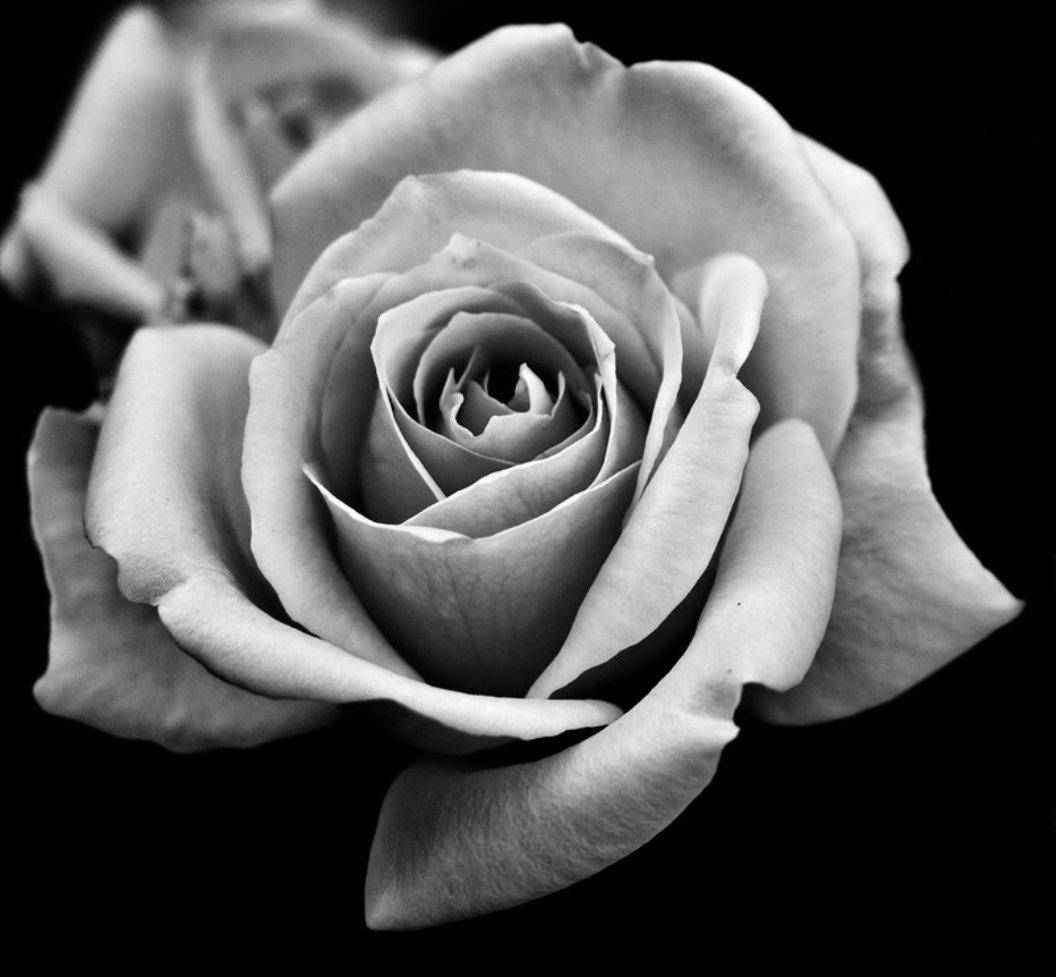 Thriving Black And White Rose Wallpaper