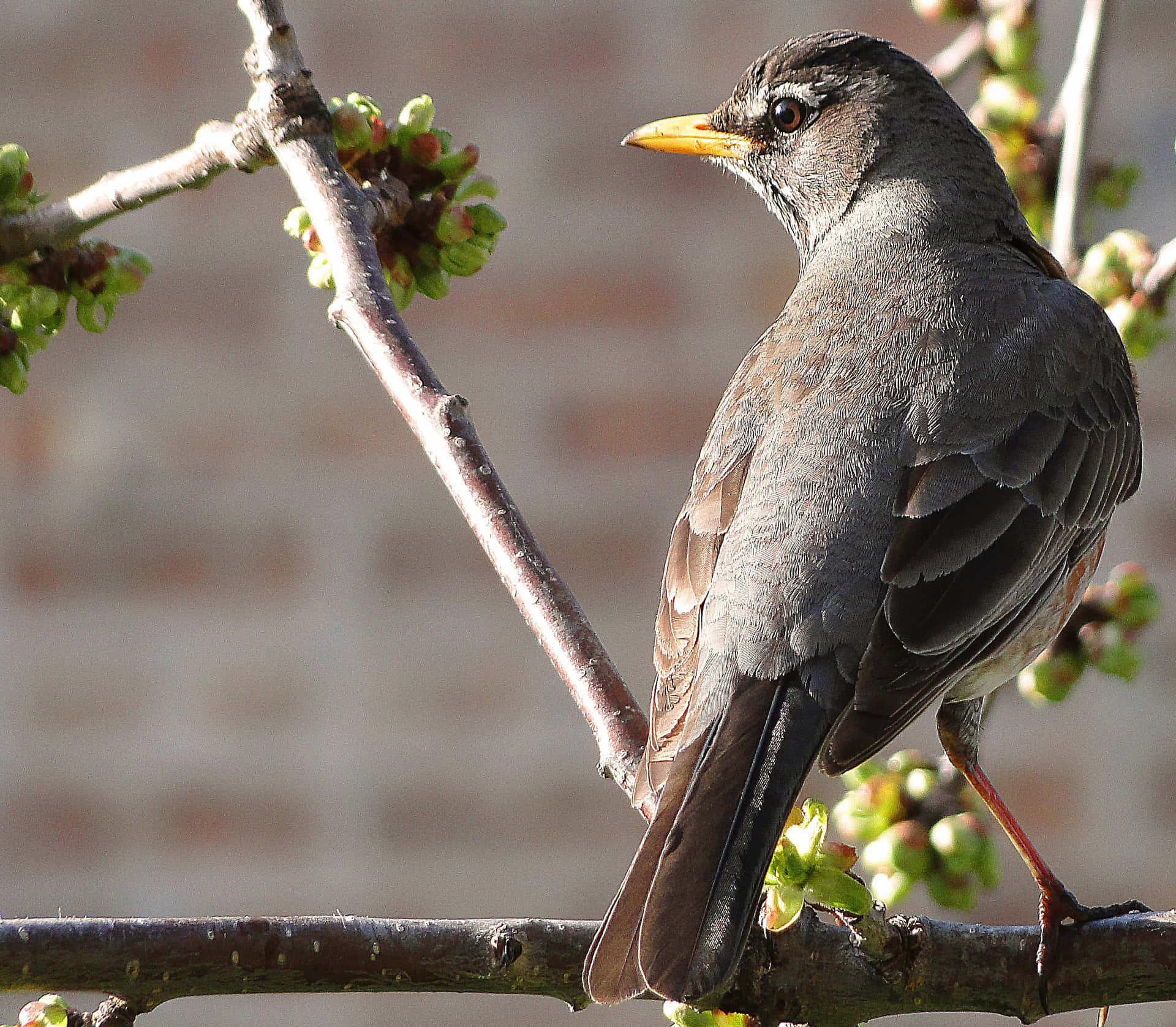 Thrush Bird Perchedon Branch Wallpaper