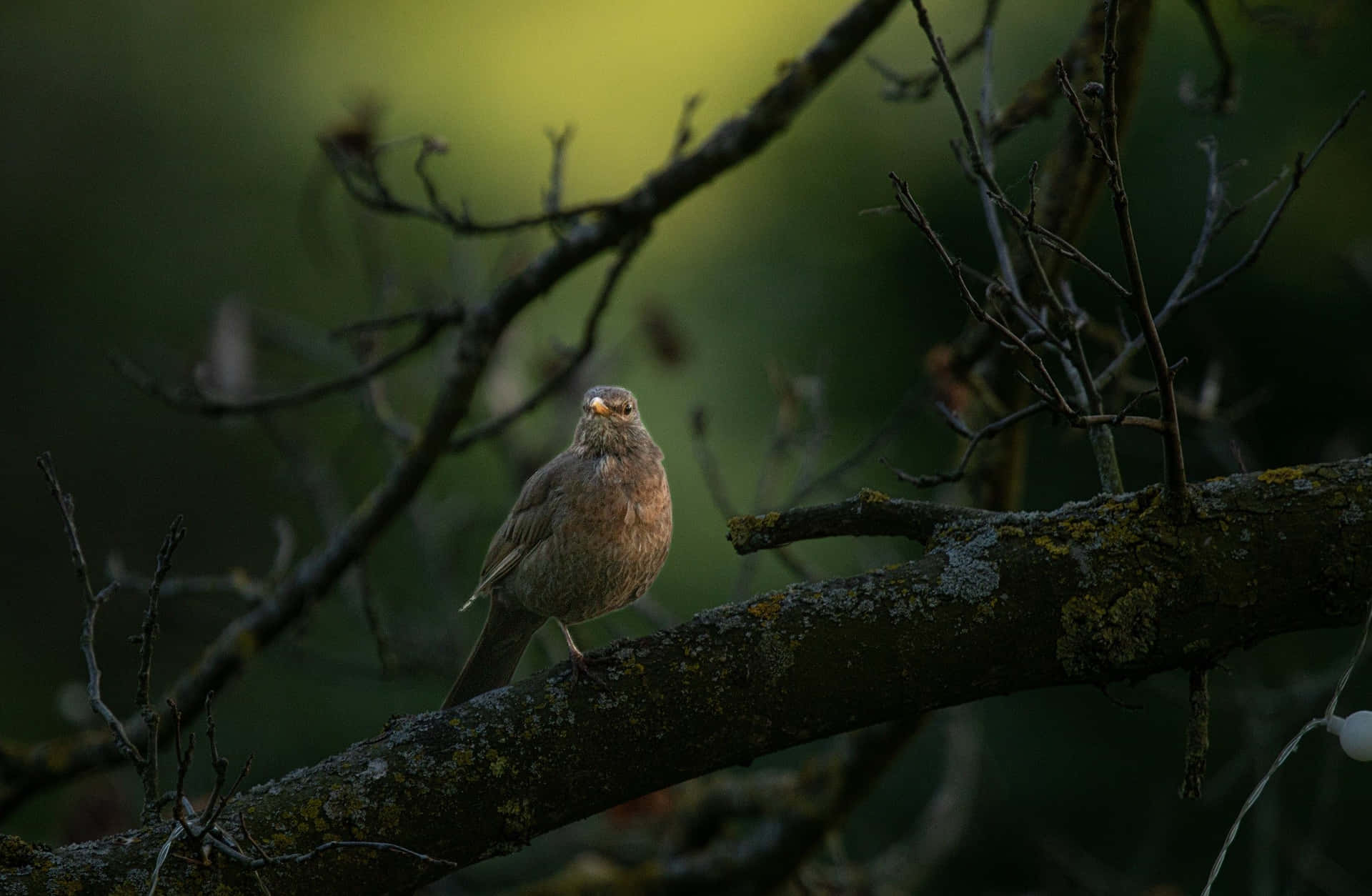 Thrush Bird Perchedon Tree Branch Wallpaper