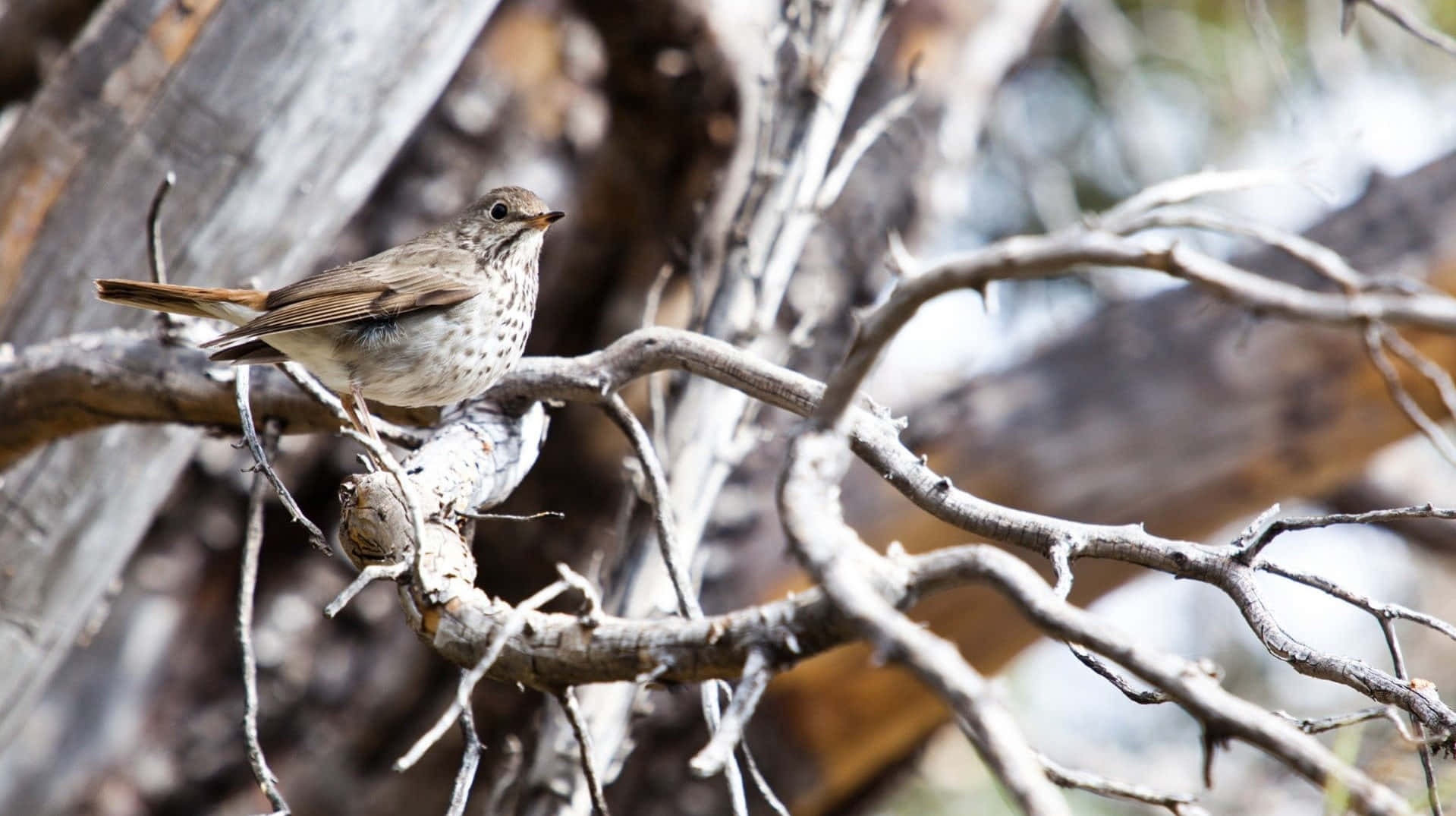 Thrush_ Perched_on_ Branches.jpg Wallpaper
