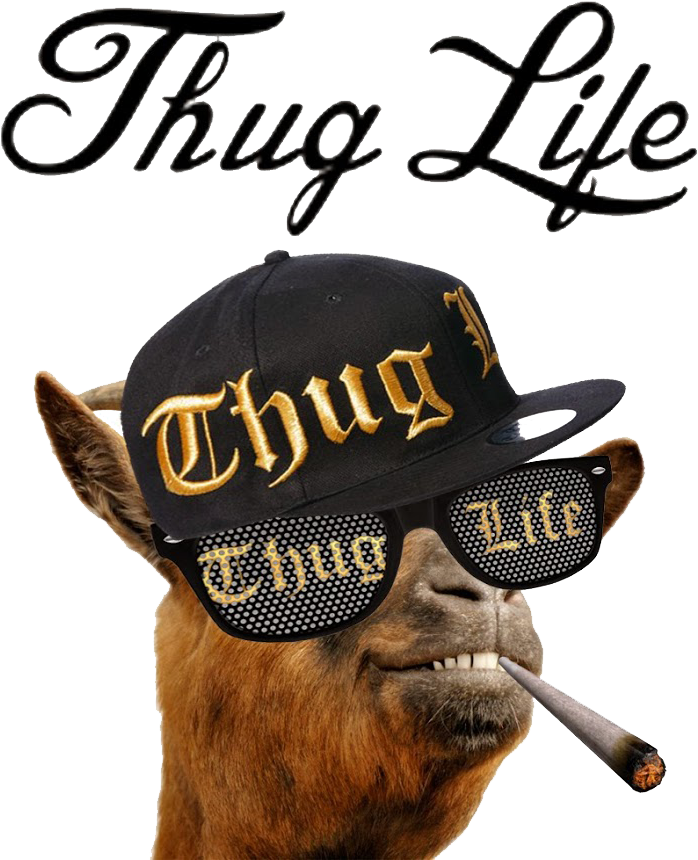 Thug Life Camelwith Attitude.png PNG