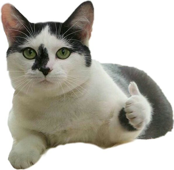 Thumbs Up Cat Meme PNG