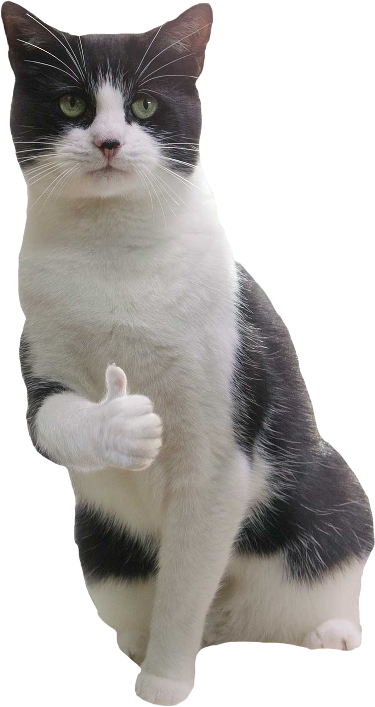 Thumbs Up Cat Meme.png PNG