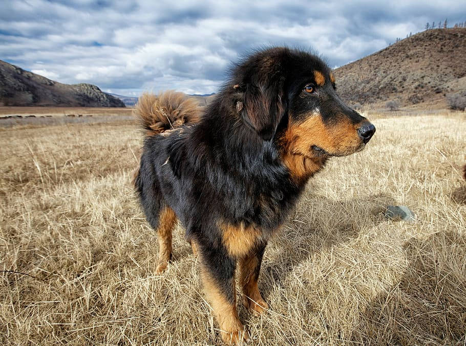 Tibets Mastiff i Mongoliens eksotiske højlande tapet Wallpaper