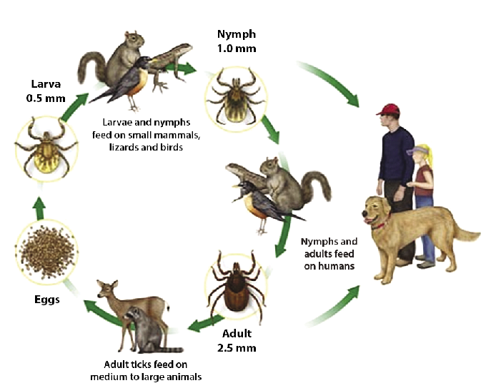 Download Tick Life Cycle Infographic | Wallpapers.com