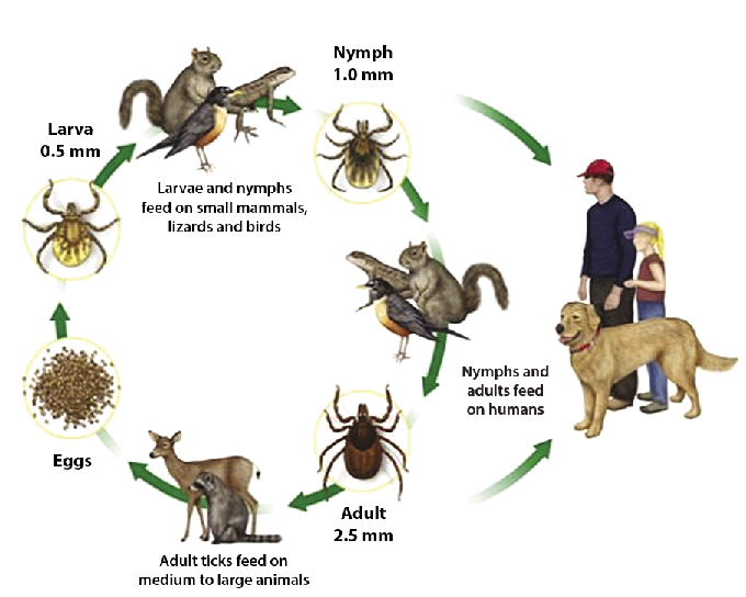 Tick Life Cycle Infographic PNG