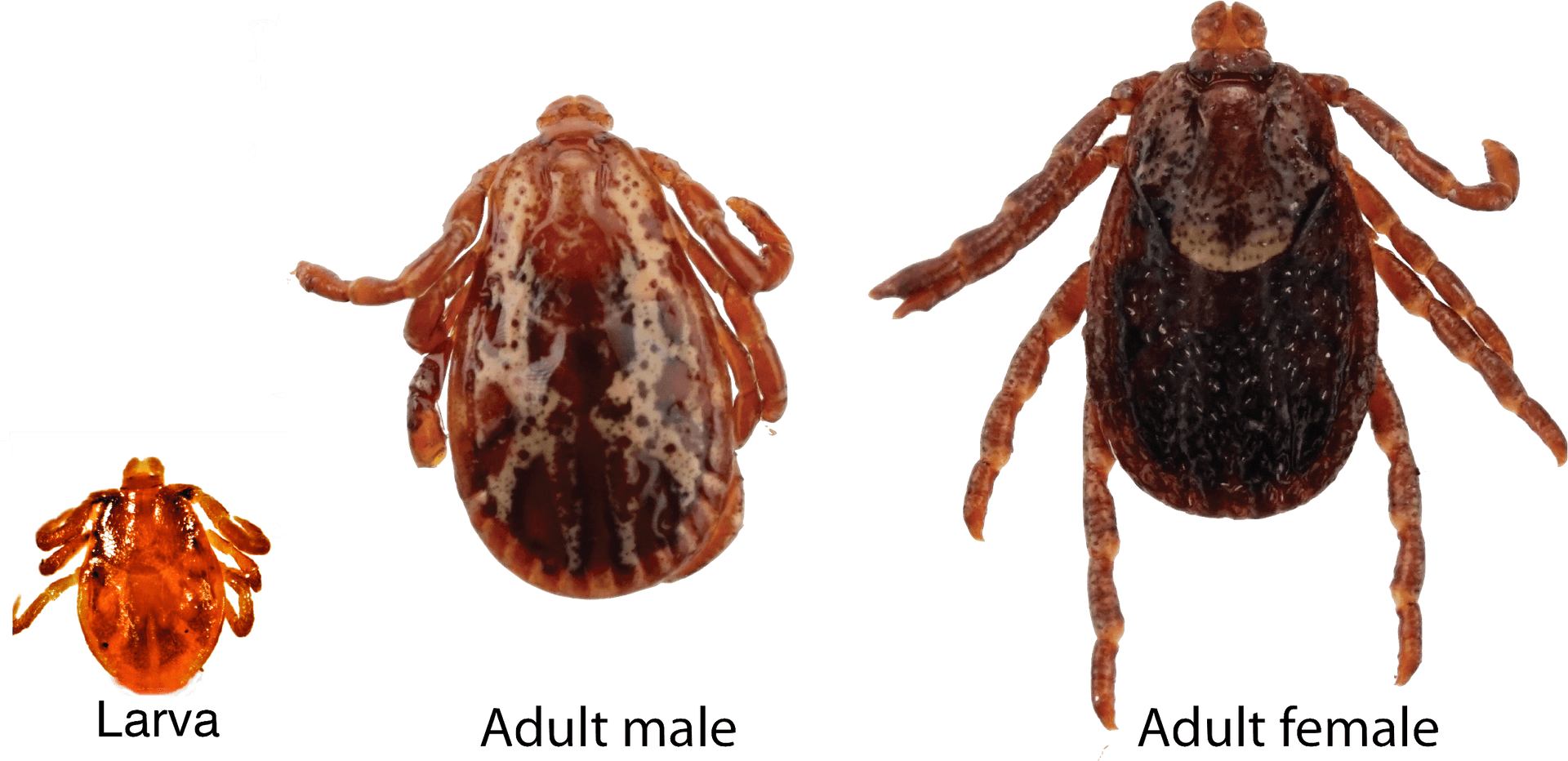 Tick Life Cycle Stages PNG