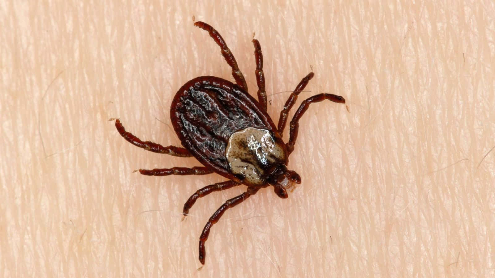Upside Down Tick On Skin Pictures