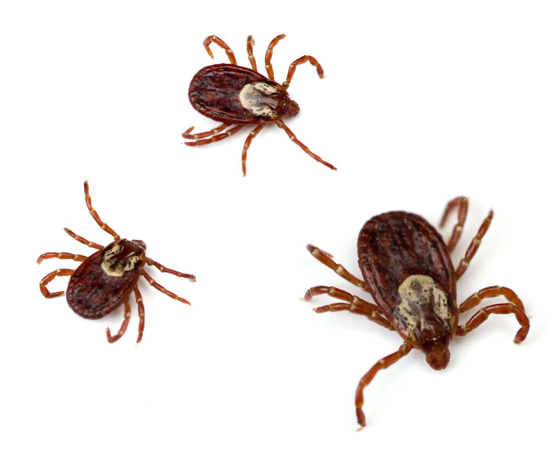 Three Brown Tick Pictures