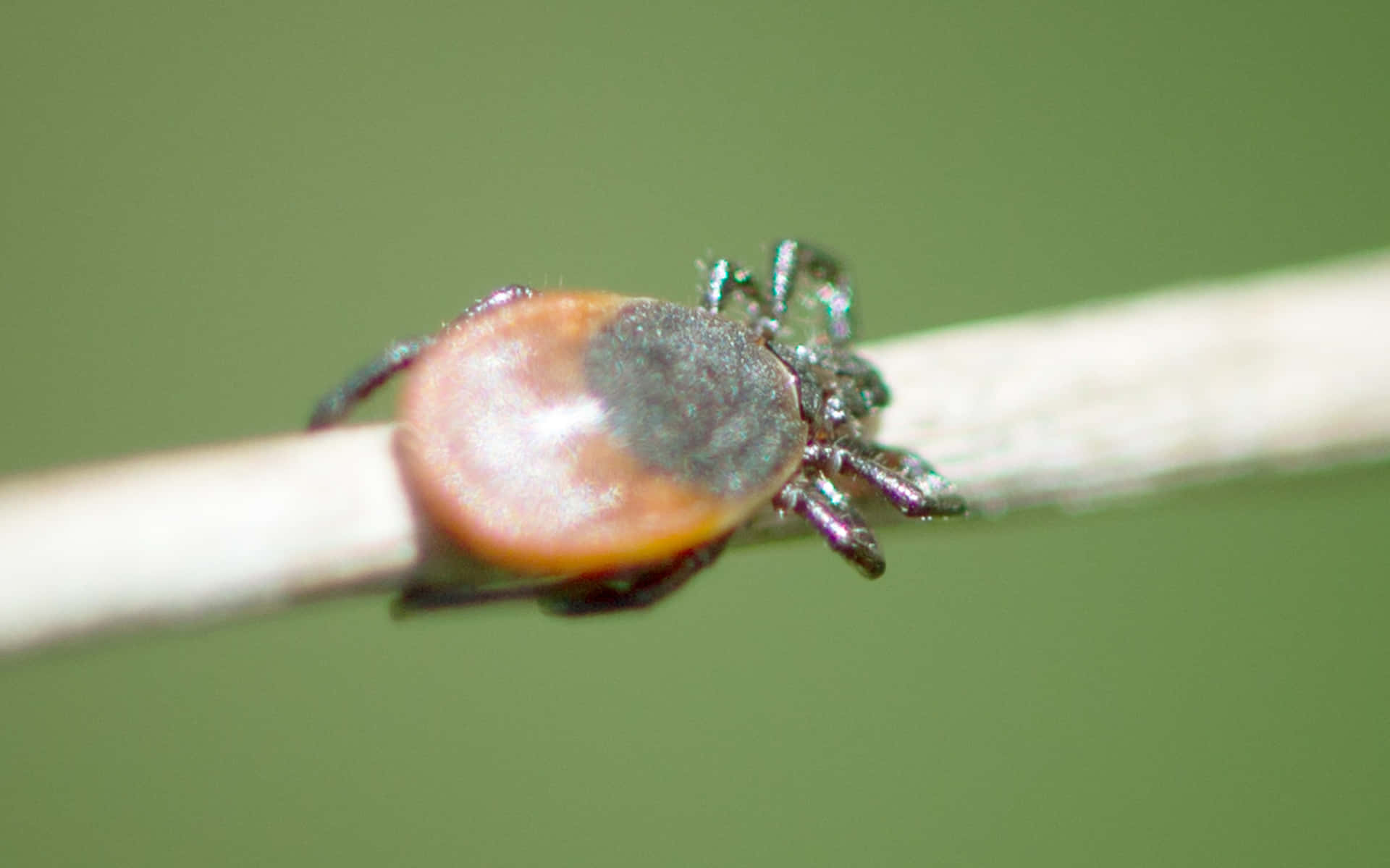 Tick Crawling On A Stick Pictures