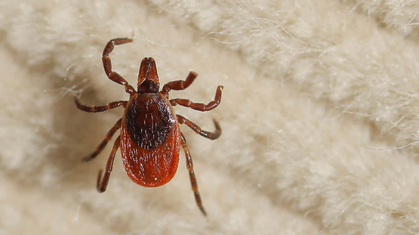 Detailed Image of a Tick