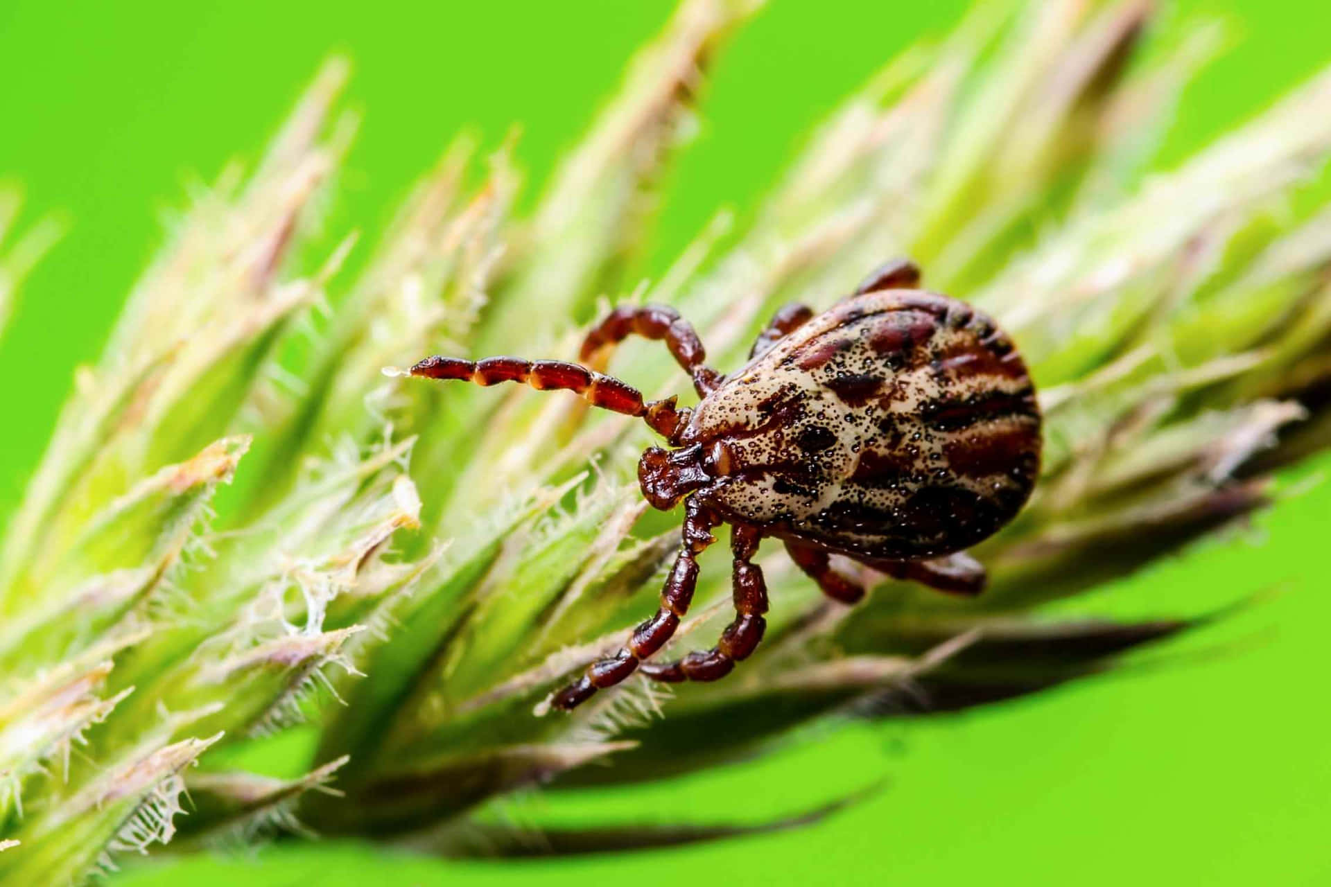 Vibrant Close-up Image of a Tick