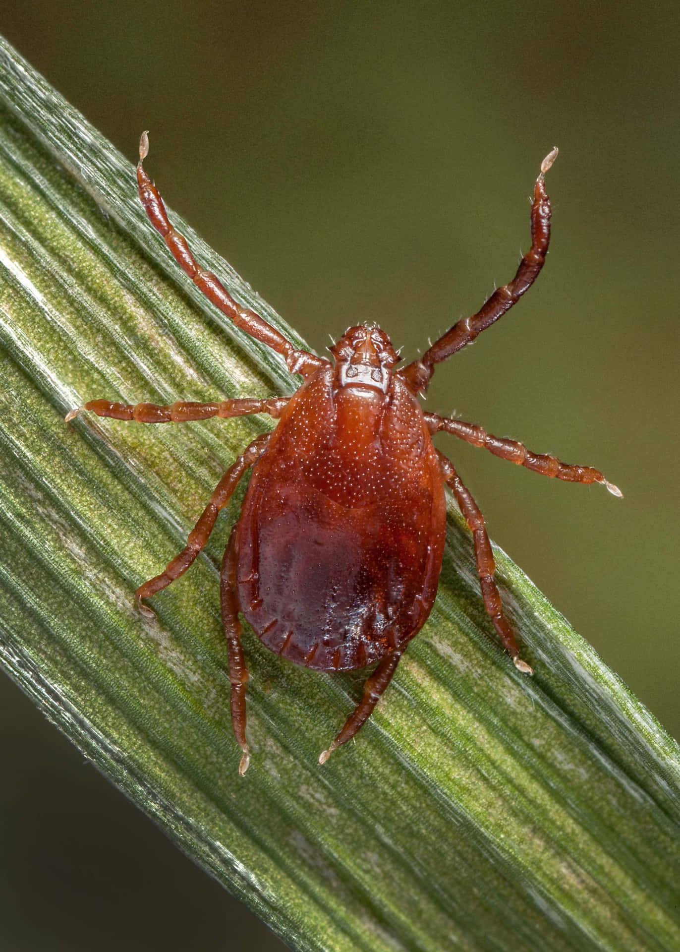 Macro Brown Tick On Leaf Pictures