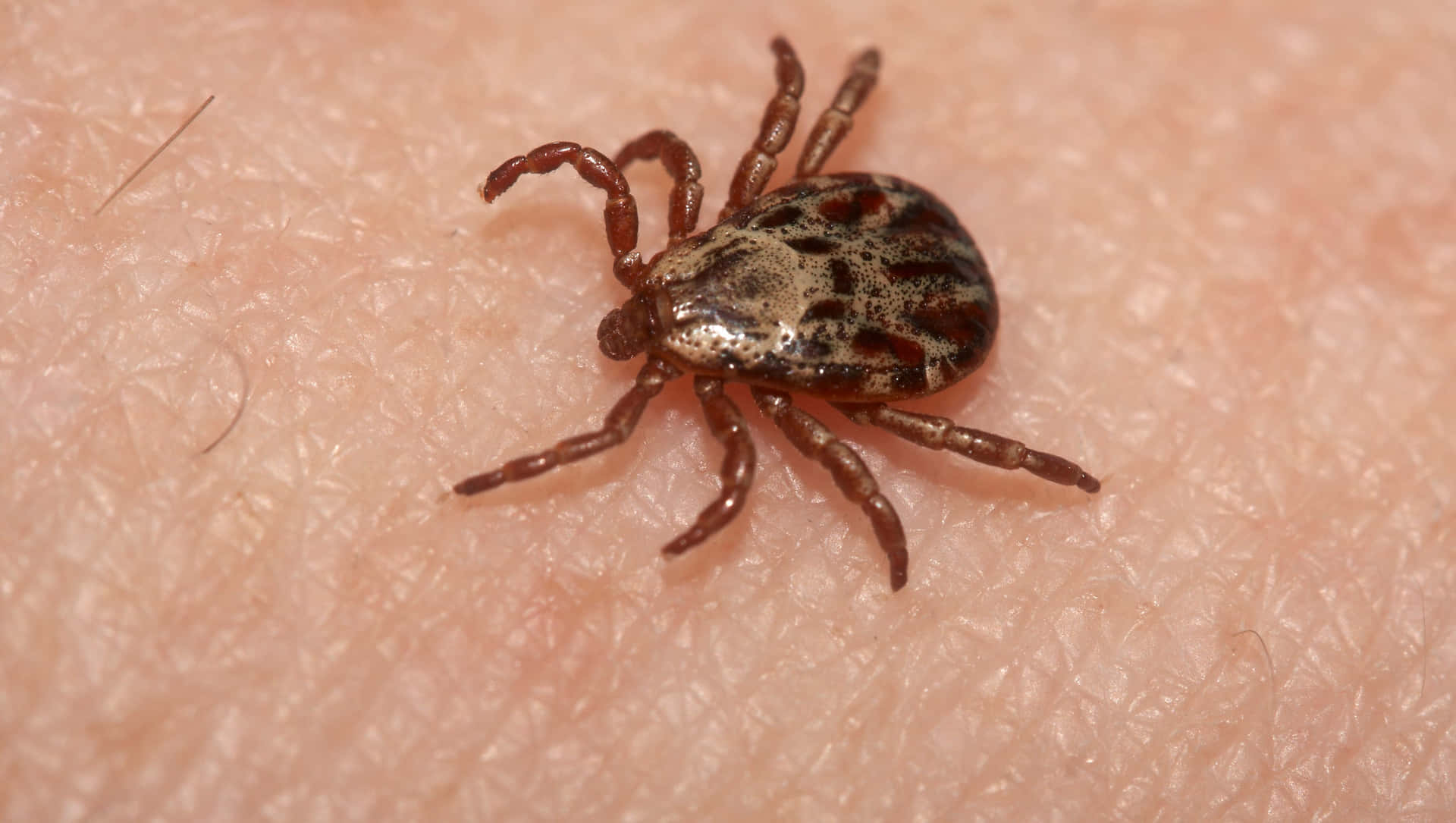 Macro Brown Tick On Skin Pictures