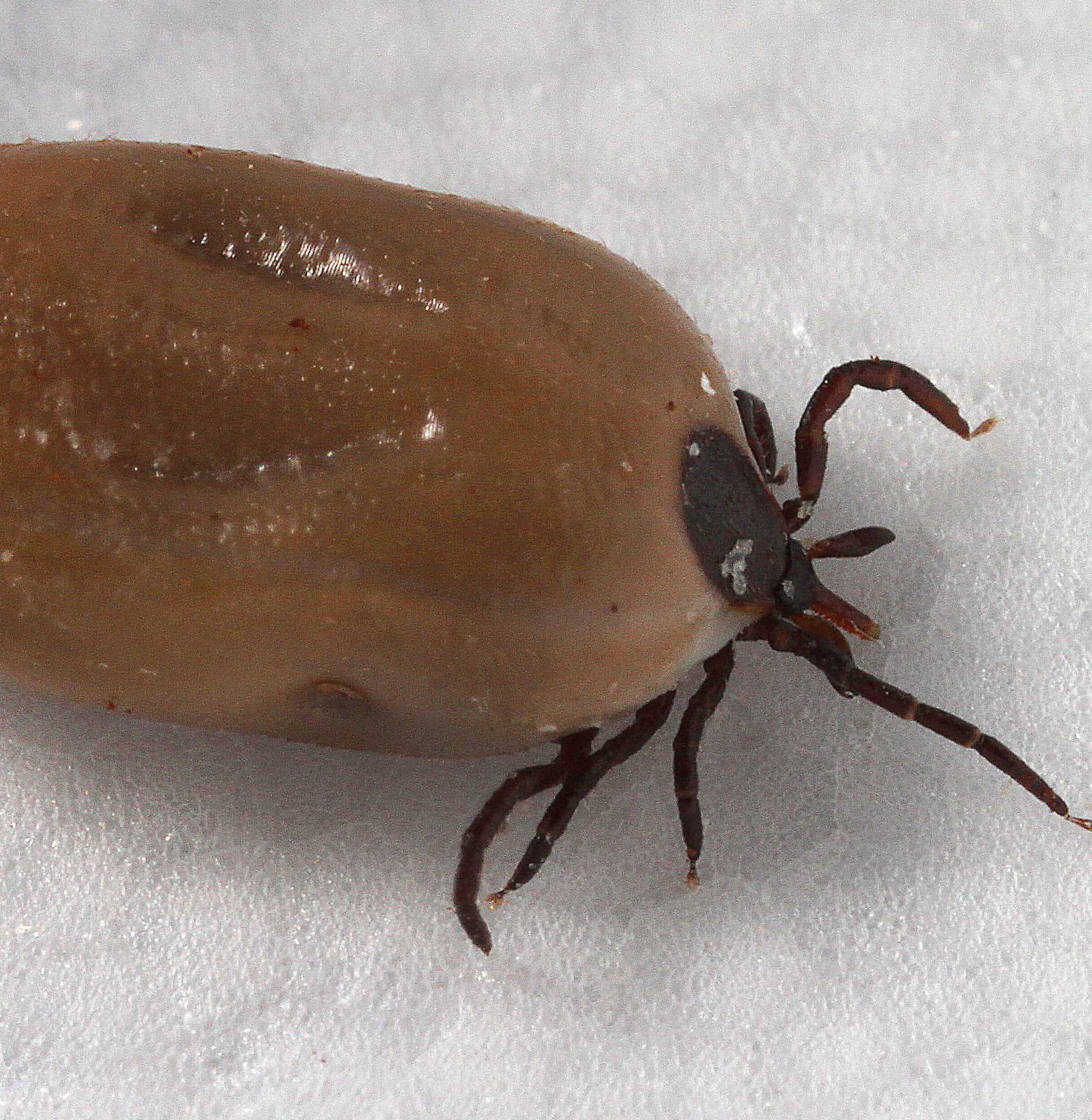 Swelling Brown Color Tick Pictures