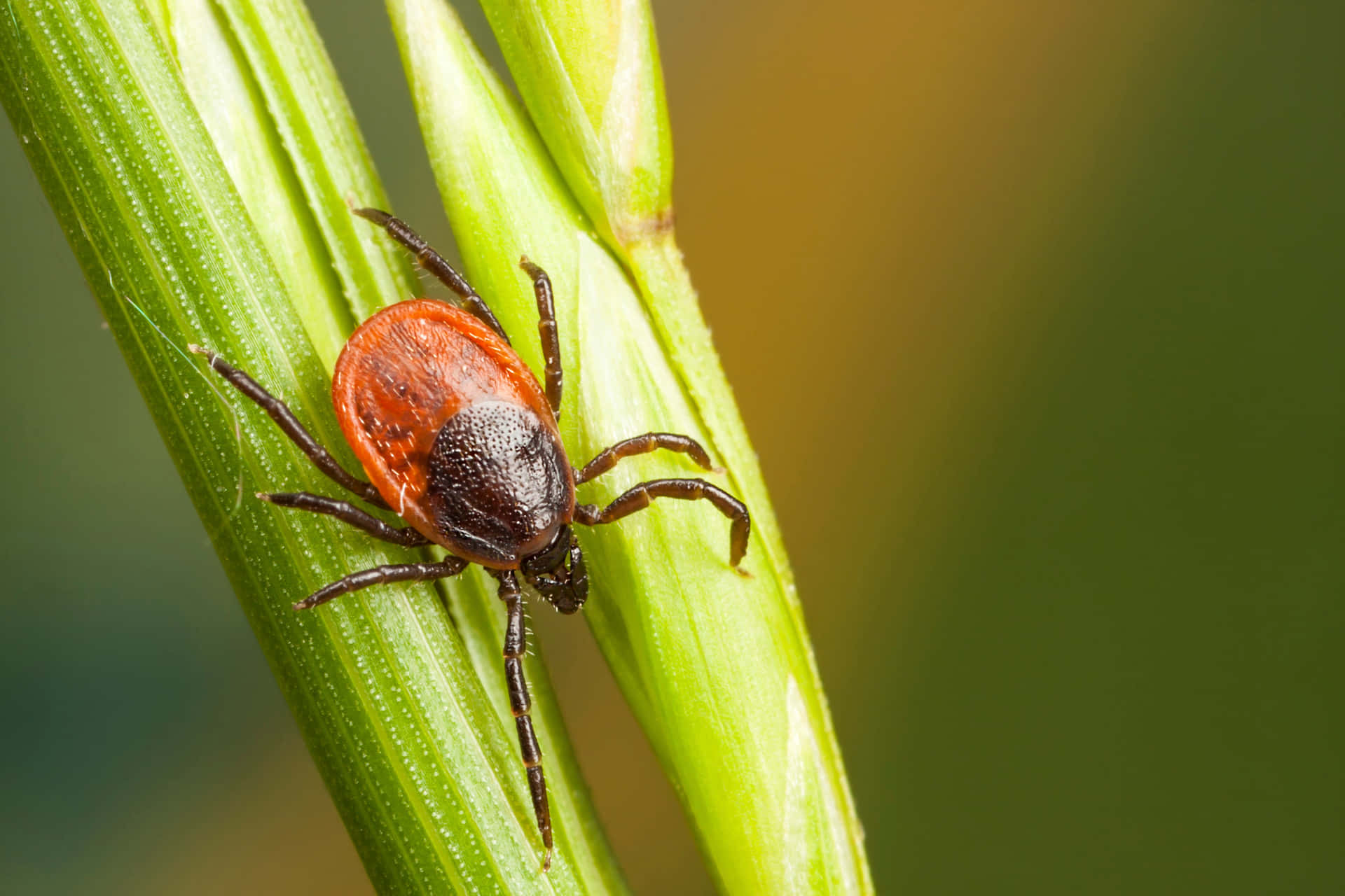 Tick Crawling Down The Plant Pictures
