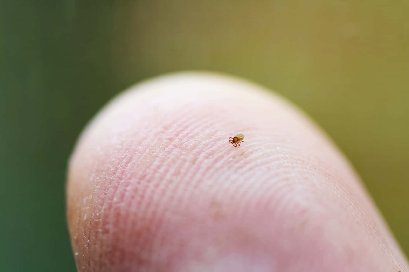 Tiny Tick On Finger Pictures