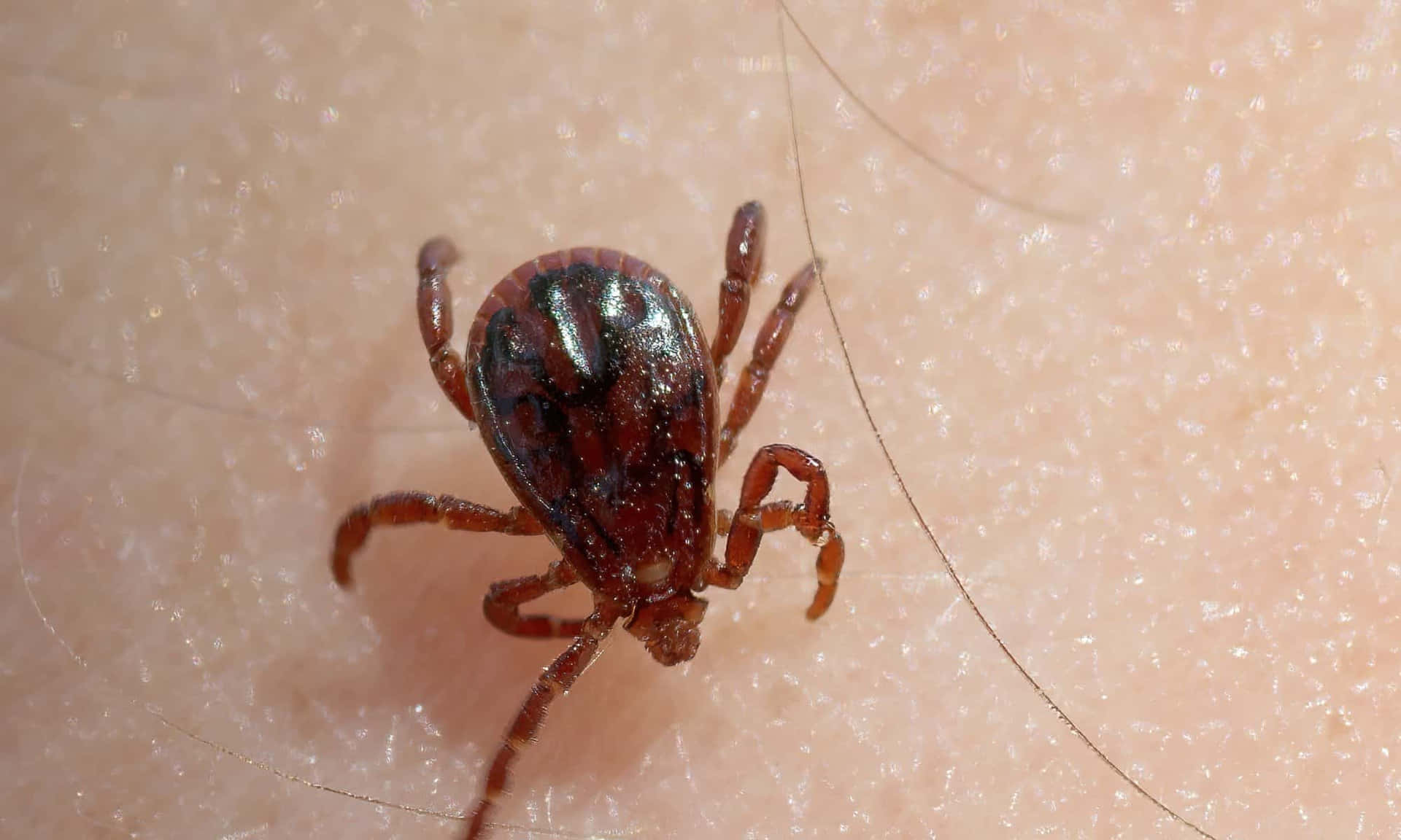Extreme close-up view of a tick
