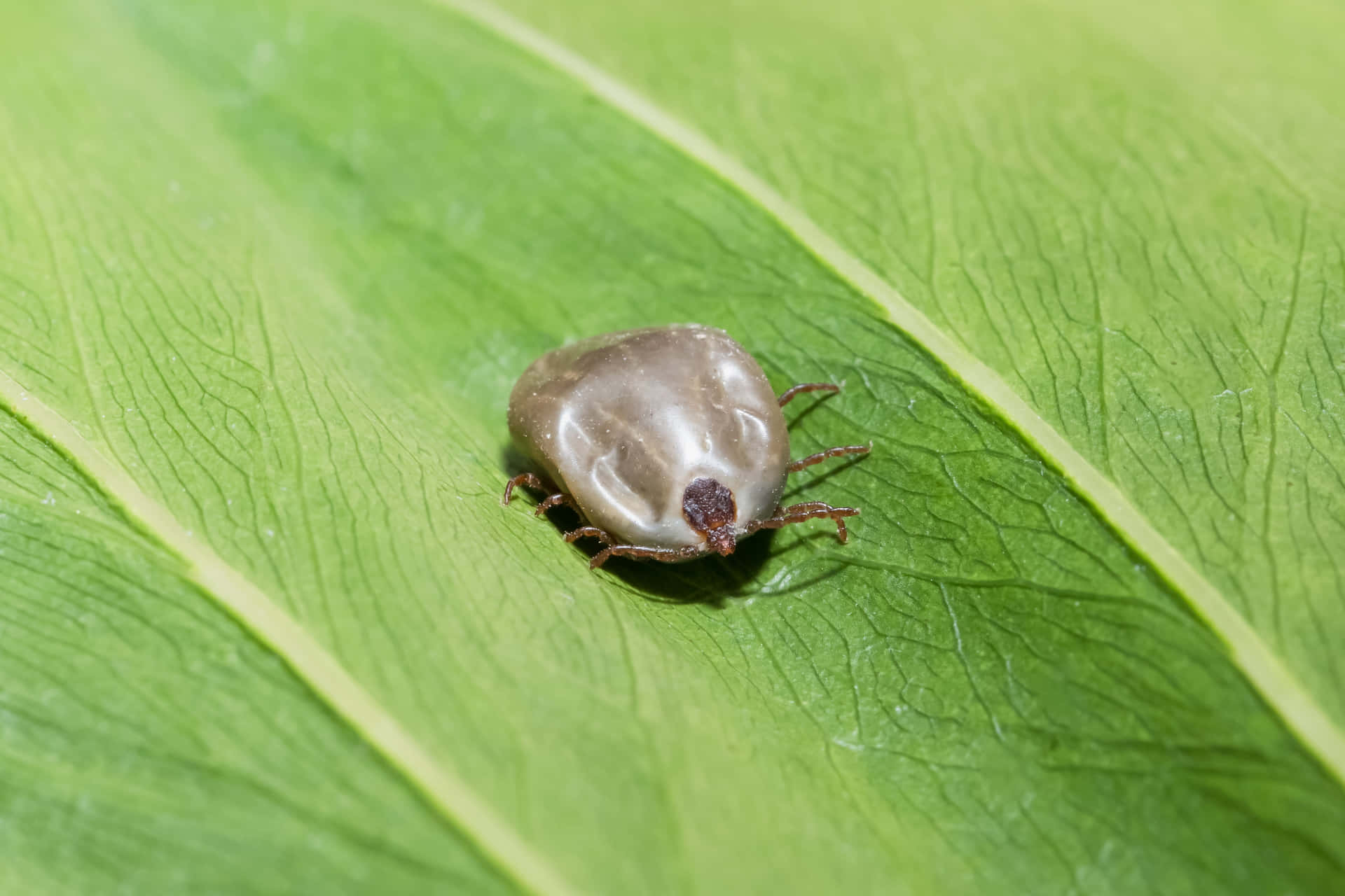 Big Tick Crawling On Leaf Pictures