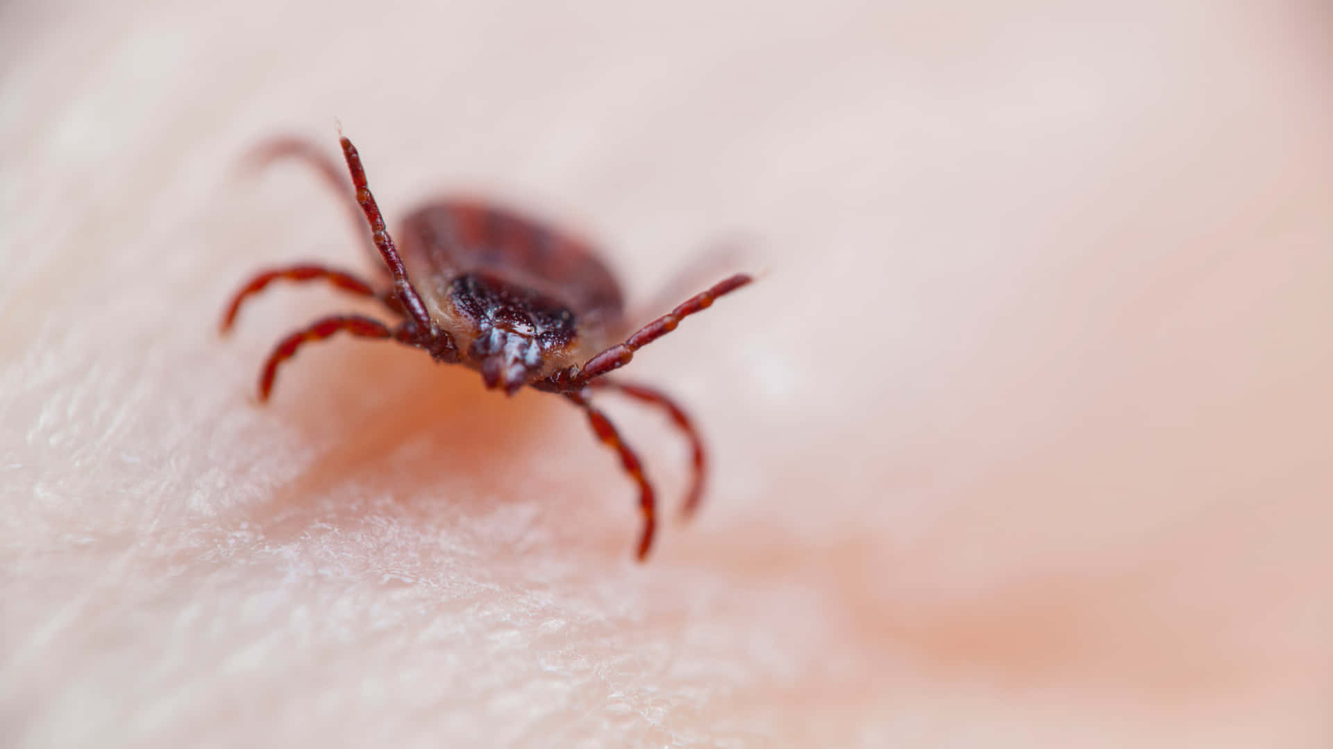 Macro Red Tick In Hand Pictures
