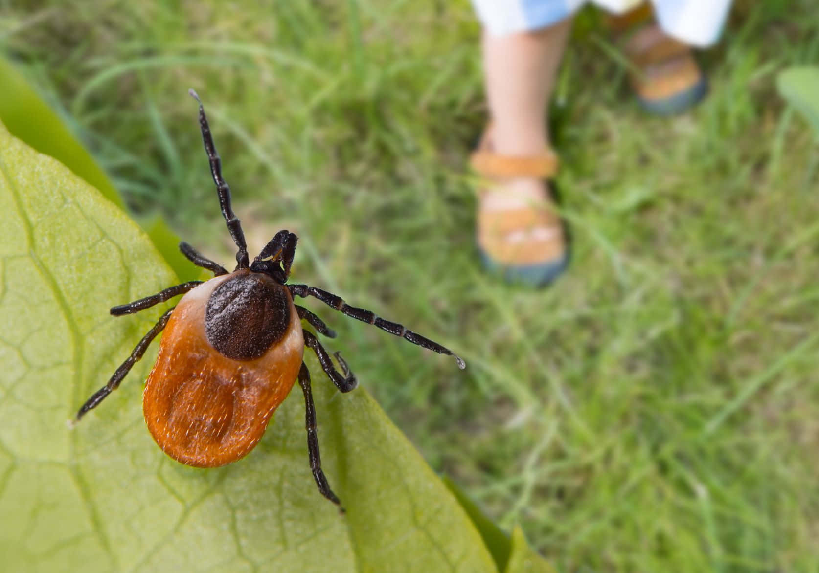Brown Tick With Human Feet Pictures