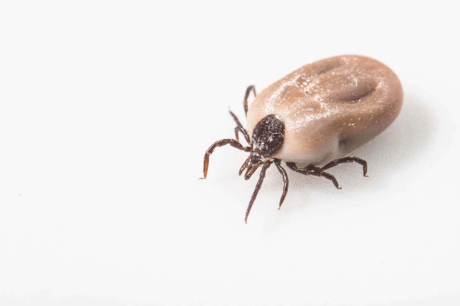 Close-up View of a Tick