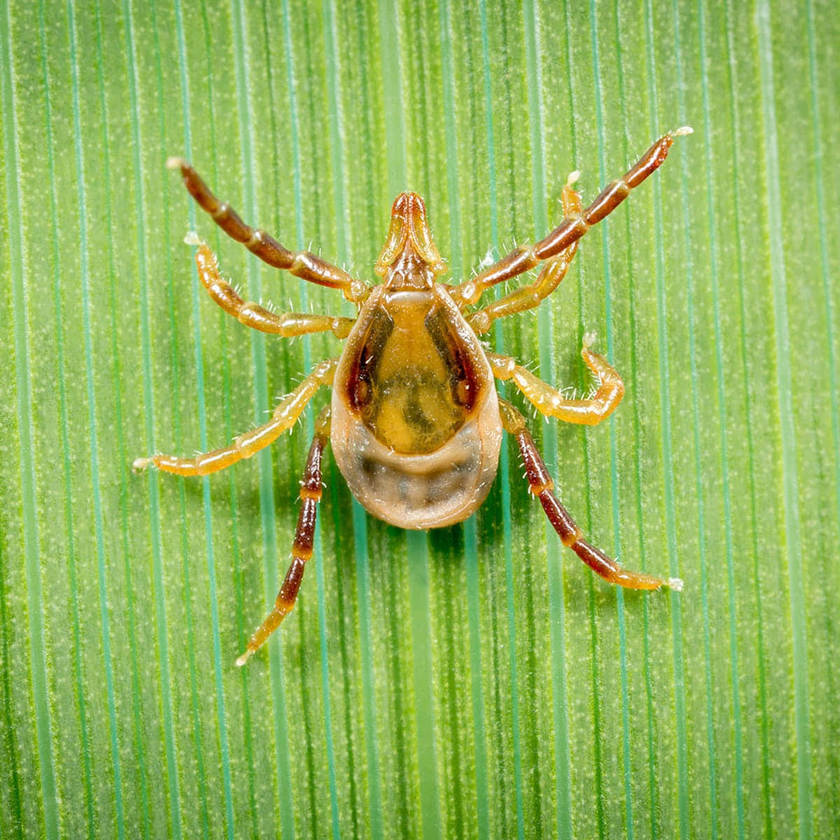 Tick On A Green Plant Pictures